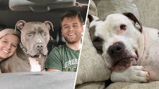 120pound dog has the best response to family bringing home a shelter dog [upl. by Aile283]