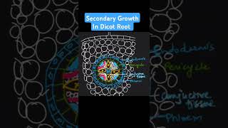 Secondary growth in dicot root biology neet class science [upl. by Ailegna]