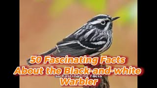 50 Fascinating Facts About the Blackandwhite Warbler [upl. by Deva]