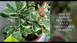 HOW TO EASILY PROPAGATE FICUS TRIANGULARIS VARIEGATA USING AQUAPONICS  TRENDING HOUSEPLANT SERIES [upl. by Nalyk]