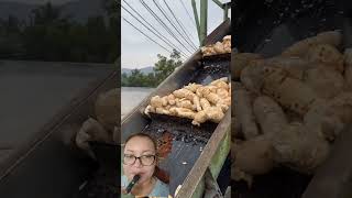 Sago food sago potato veralevelsago cooking machine snacks funny koreanmukbanger [upl. by Norrehs]