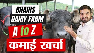 A to Z buffalo dairy income  Best dairy farming in India  dairy farm business  भैंस पालन dairy [upl. by Millford595]