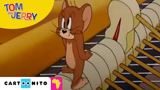 Tom and Jerry Piano Showdown  Cartoonito Africa [upl. by Hermon]