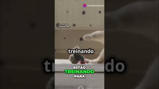 Brinquedos O Segredo para Gatos Felizes e Saudáveis [upl. by Dory365]