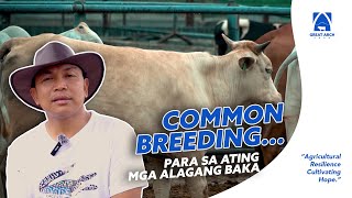 Part 1 MOST COMMON BREEDING TECHNIQUE ADVANTAGES and DISADVANTAGES PROCEDURE and CONSIDERATIONS [upl. by Lig]