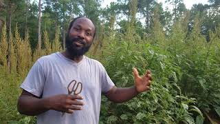 how to Harvest Callaloo Seeds [upl. by Adnih201]