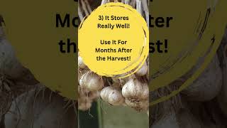 Top Reasons to Grow Garlic coopgro organic [upl. by Hammerskjold]