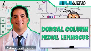 Ascending Tracts  Dorsal Column Medial Lemniscus Pathway [upl. by Ettie]