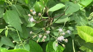 Chromolaena odorata Plant Video Siam weed Plant Video [upl. by Xed]