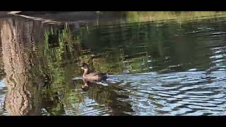 Pied Billed Grebe in Winter Plumage [upl. by Stempson]