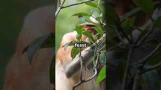 Golden Snub Nosed Monkey [upl. by Ecinert]