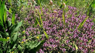 19720  Notre potager de plantes aromatiques [upl. by Mercer]