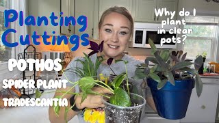 PLANTING Cuttings into SOIL  Propagating Plants BEGINNER Indoor Plant Care plantcare houseplants [upl. by Attelrak20]