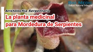 La planta medicinal para mordedura de serpientes [upl. by Farrand]