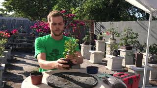 How to use a Bonsai Starter Kit  Tutorial at The Bonsai Supply [upl. by Euqnomod]