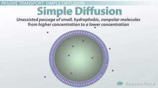 Passive Transport in Cells Simple and Facilitated Diffusion and Osmosis [upl. by Ennoirb]