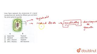 Given figure represents the ultrastructure of a typical cyanobacterial cell Identify the different [upl. by Iborian889]