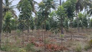 Mahogany swietenia trees for best income [upl. by Aicilram]