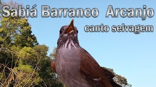 Sabiá barranco Arcanjo gravada ao vivo em HQ para ensinamento de filhotes [upl. by Terencio58]