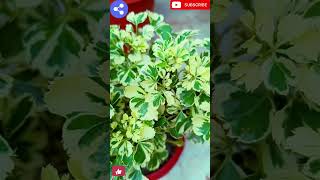 How to grow variegated mini Aralia plantAralia dwarf plant carenaturalenvironment331 [upl. by Ahsienet]