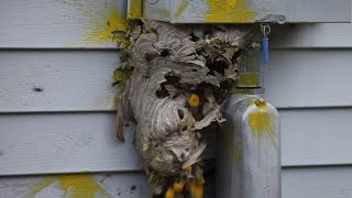 Hornet Nest Destruction Compilation [upl. by Yentihw]