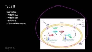 Steroid hormone receptors [upl. by Adnopoz]