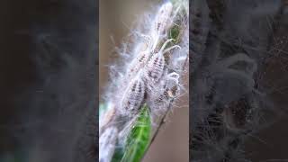 The Quick Guide to Getting Rid of Mealybugs DIY Pest Control [upl. by Awuhsoj]