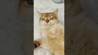 My cat is very vindictive cat ytshorts [upl. by Gassman]