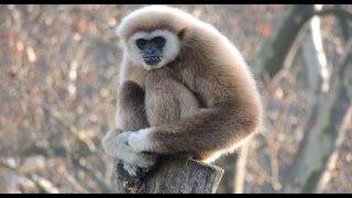 White Handed Gibbon Singing Opera [upl. by Etteraj]