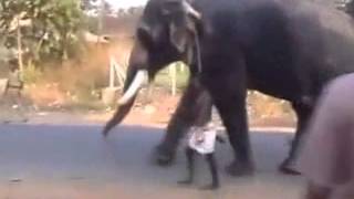 Elephant Running in India Full Speed Elephant Running Race Elephant Racing Video Elephant Run [upl. by Noryk150]