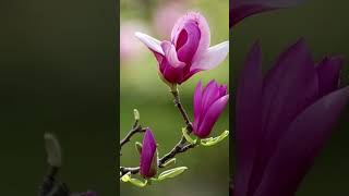 Champak flowerMagnolia champaca champakflower magnoliachampaca naturelovers flowertypes [upl. by Yee]