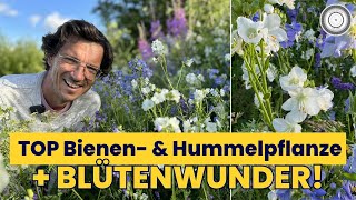 Schönste amp längste Blüte für BIENE HUMMEL amp SCHMETTERLING  Polemonium caeruleum Himmelsleiter [upl. by Giza]