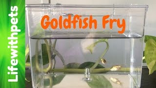 Goldfish Fry From Birth to 4 weeks [upl. by Dalpe]