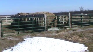 Cattle Winter Feeding Structure [upl. by Archaimbaud]