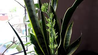 Our Sansevieria  Mother In Laws Tongue Plant in BIG Flower Bud Update [upl. by Naelcm615]