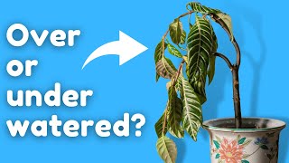 The Secret to Knowing if Your Plant is Overwatered [upl. by Drewett]