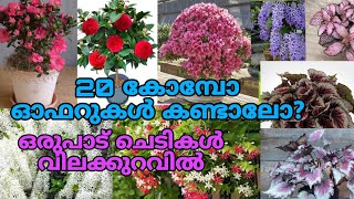 🥰😱🪴150 രൂപ മുതൽ 20 കോമ്പോ ഓഫർ നൂറോളം വെറൈറ്റി ചെടികൾ  reelsgardening [upl. by Efinnej]