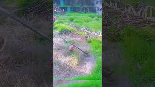 Perfect Garden Lawn Mowing amp Landscape Design GardenMowing GardenDecoration [upl. by Eelirrem15]