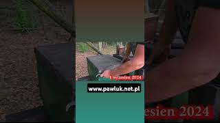 Buckfast httpwwwpawluknetpl beekeeping pszczelarstwo viralvideo mellifera flowers [upl. by Ahtennek876]