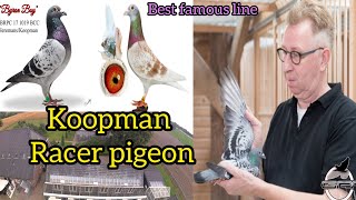 Koopman Racer pigeon  Top Famous bloodline Koopman  Best performer Racing Pigeons  kalapati [upl. by Bainbridge802]