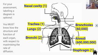 Overview of the Human Lung System Video 3 in 23 Series [upl. by Kennith390]