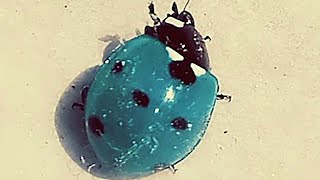 Blue Ladybug  Blue Ladybird  Rare Species of Insect  Amazing Insect  Once Upon a time  Cute 🐞 [upl. by Hsiekal]