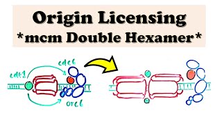 DNA Replication Eukaryote INITIATION  Origin Licensing  cdt1 recruits Helicase Double Hexamer [upl. by Ammon737]