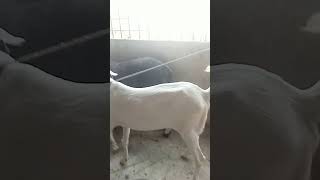 Bakra lade bado badi songTalented Huzaimviral bakra [upl. by Ayamat]