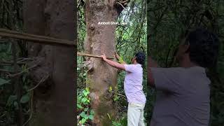 amboli ghatGoa amboli trapic ghatroad vairalvideo appa [upl. by Paulsen408]