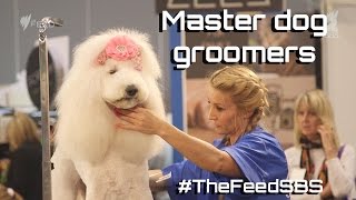 Master dog groomers Australia  The Feed [upl. by Linder]