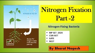 nitrogen Fixing bacteria Biological nitrogen fixation [upl. by Cohdwell]