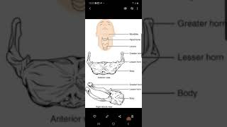 Hyoid Bone [upl. by Onaicilef]