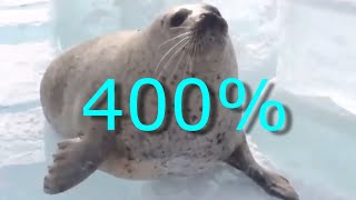 SEALS SLAPPING THEIR BELLIES BUT ITS SPED UP [upl. by Derraj]