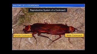 CBSE Class 11 Biology  Anatomy of a Cockroach  By Shiksha House [upl. by Broder]